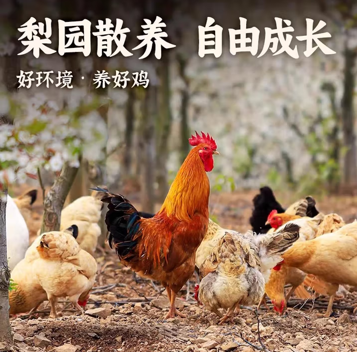 大公鸡农家散养土公鸡大公鸡土鸡走地鸡整鸡鸡肉生鲜 农养大公鸡1.6kg左右 送料包